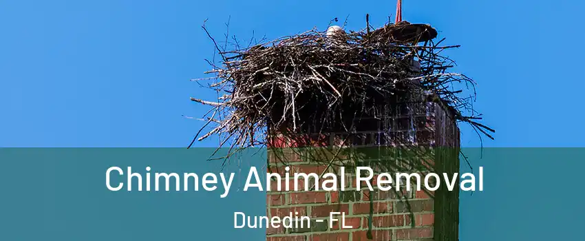 Chimney Animal Removal Dunedin - FL