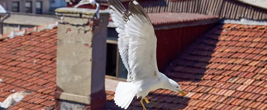 Residential Chimney Animal Removal Solution in Dunedin, FL